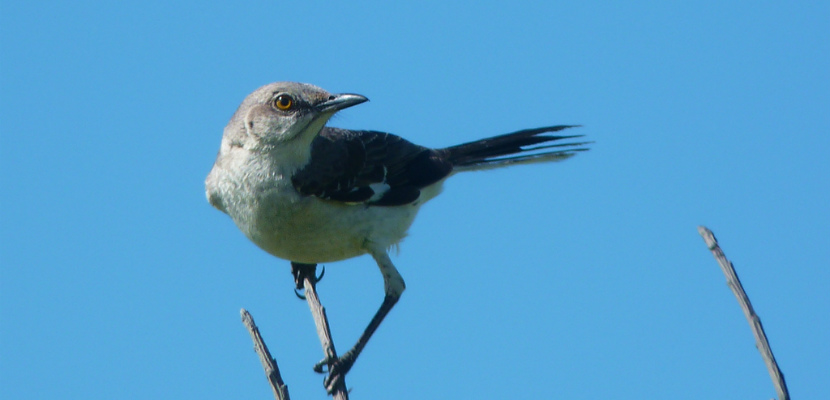 Northern_Mockingbird