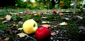 Green and red apple on forest floor