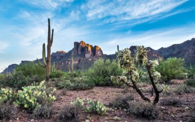 Scene of Sonoran Desert with saguaro cactus, with bright blue sky overhead.
