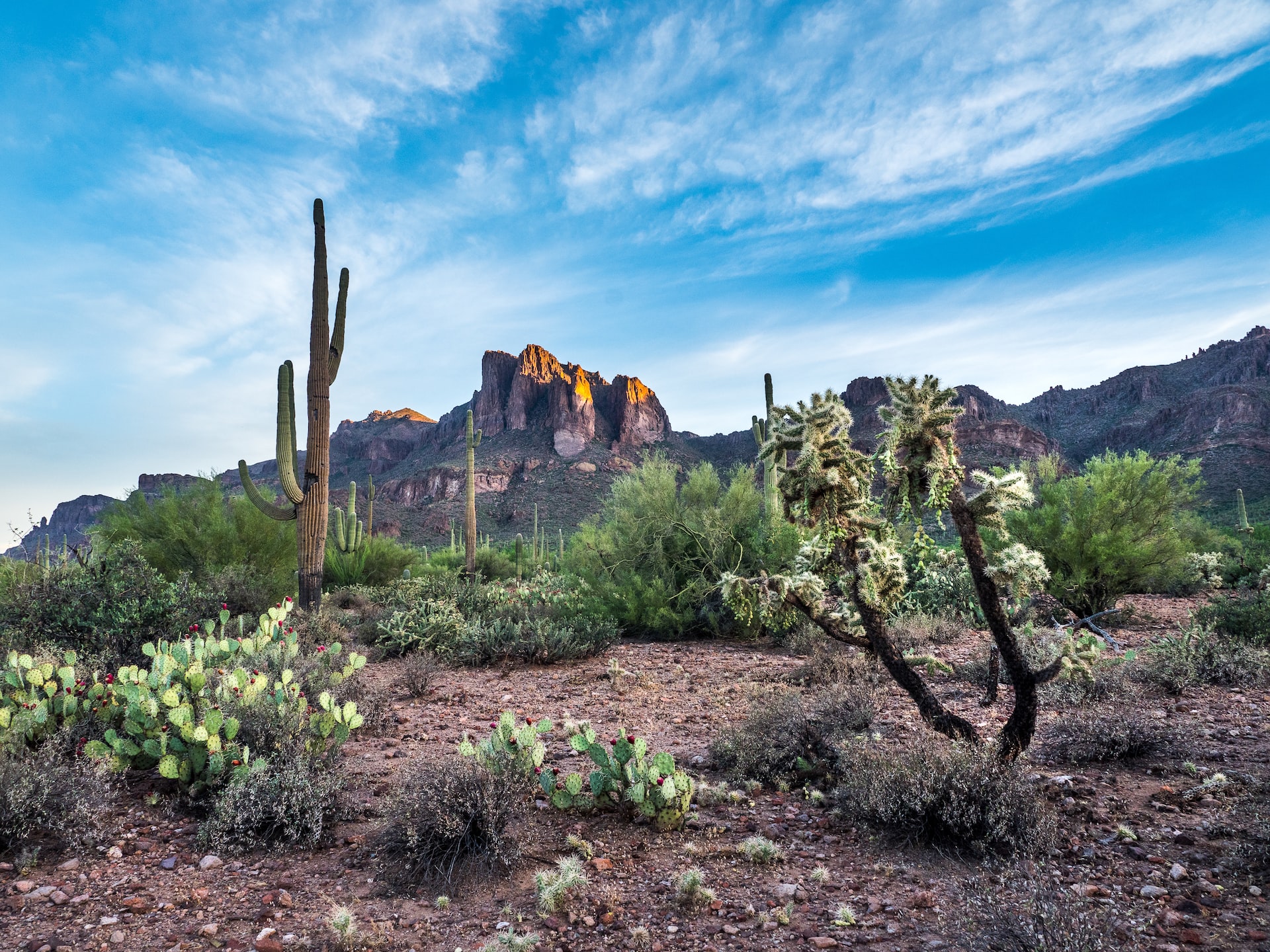Scene of Sonoran Desert with saguaro cactus, with bright blue sky overhead.
